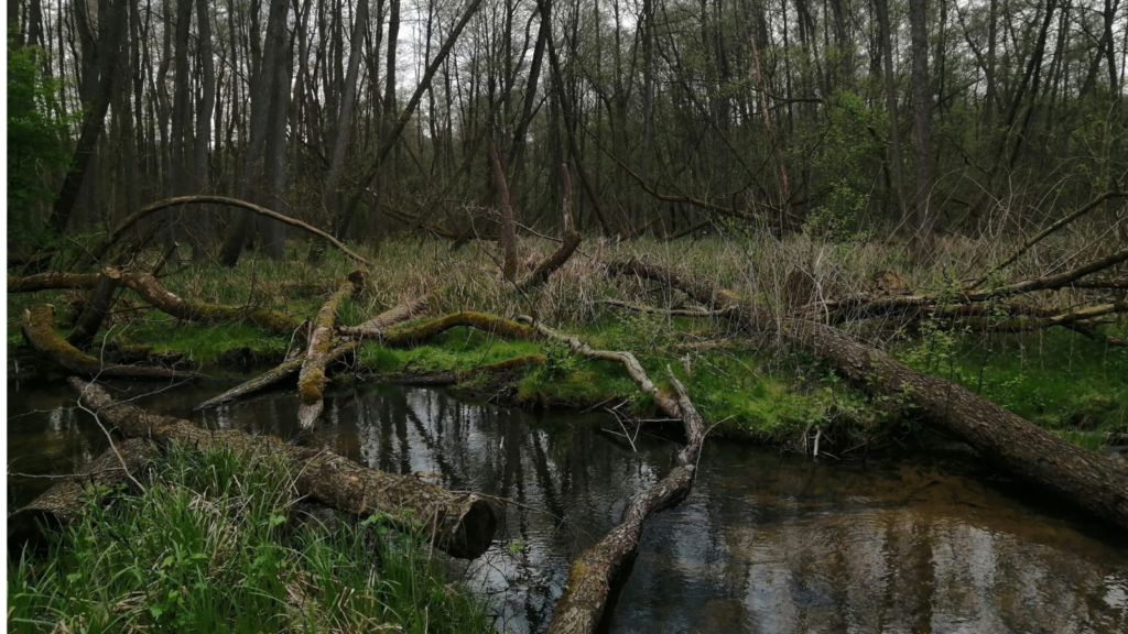 LIFE “Action on Euopean Peatlands – towards restoring peatlands and realizing their multiple benefits across Europe”