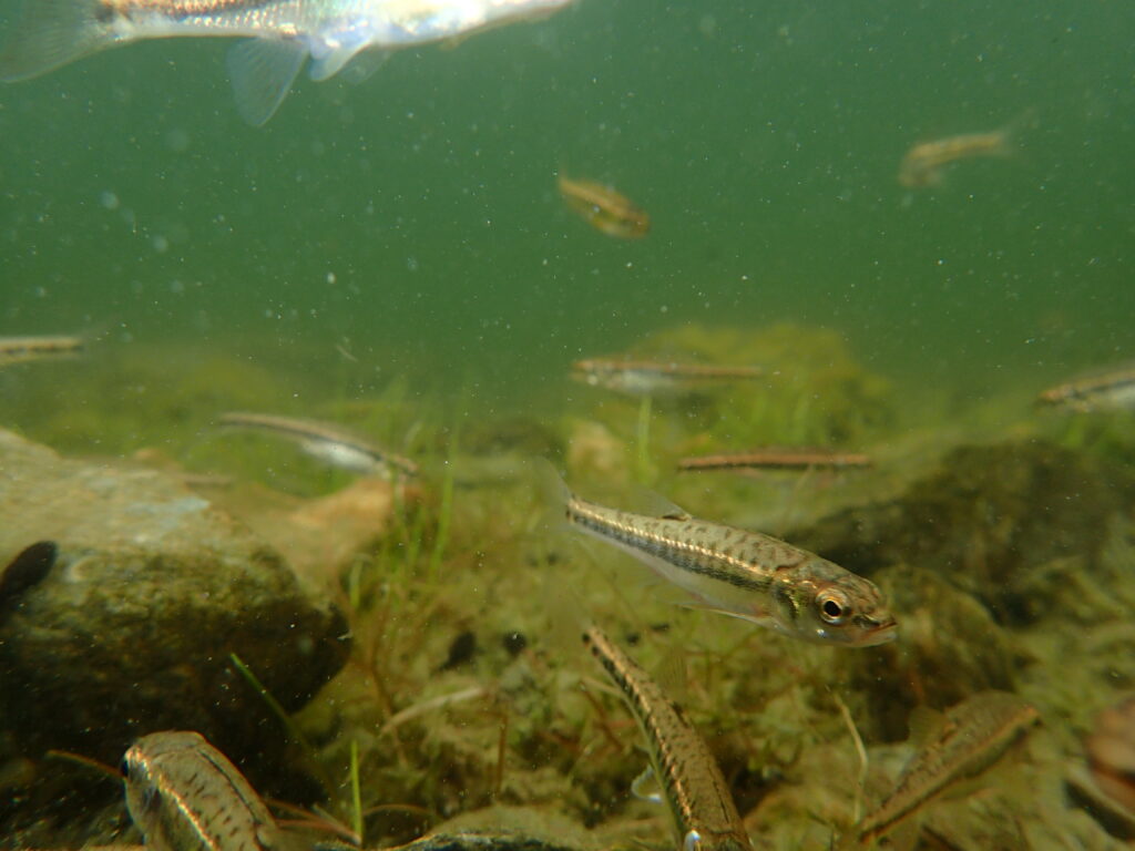 Invasive fish, altered lakes
