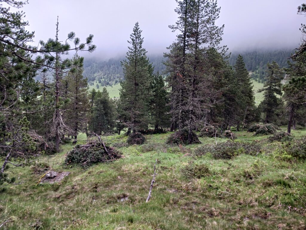 Restoration of mires in the Pyrenees: stopping the invasion of trees