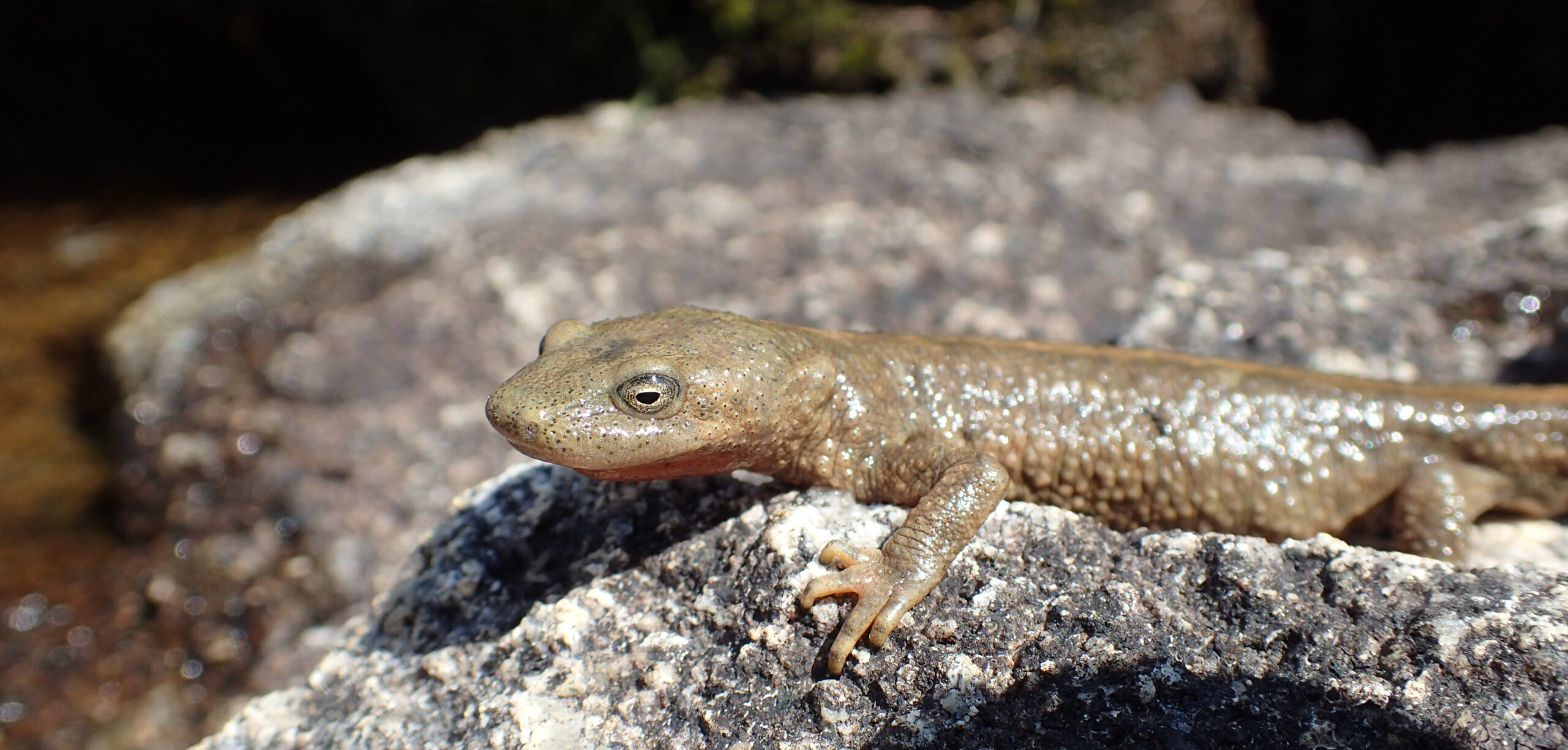 Biodiversity in Danger: How Can We Halt Its Loss?