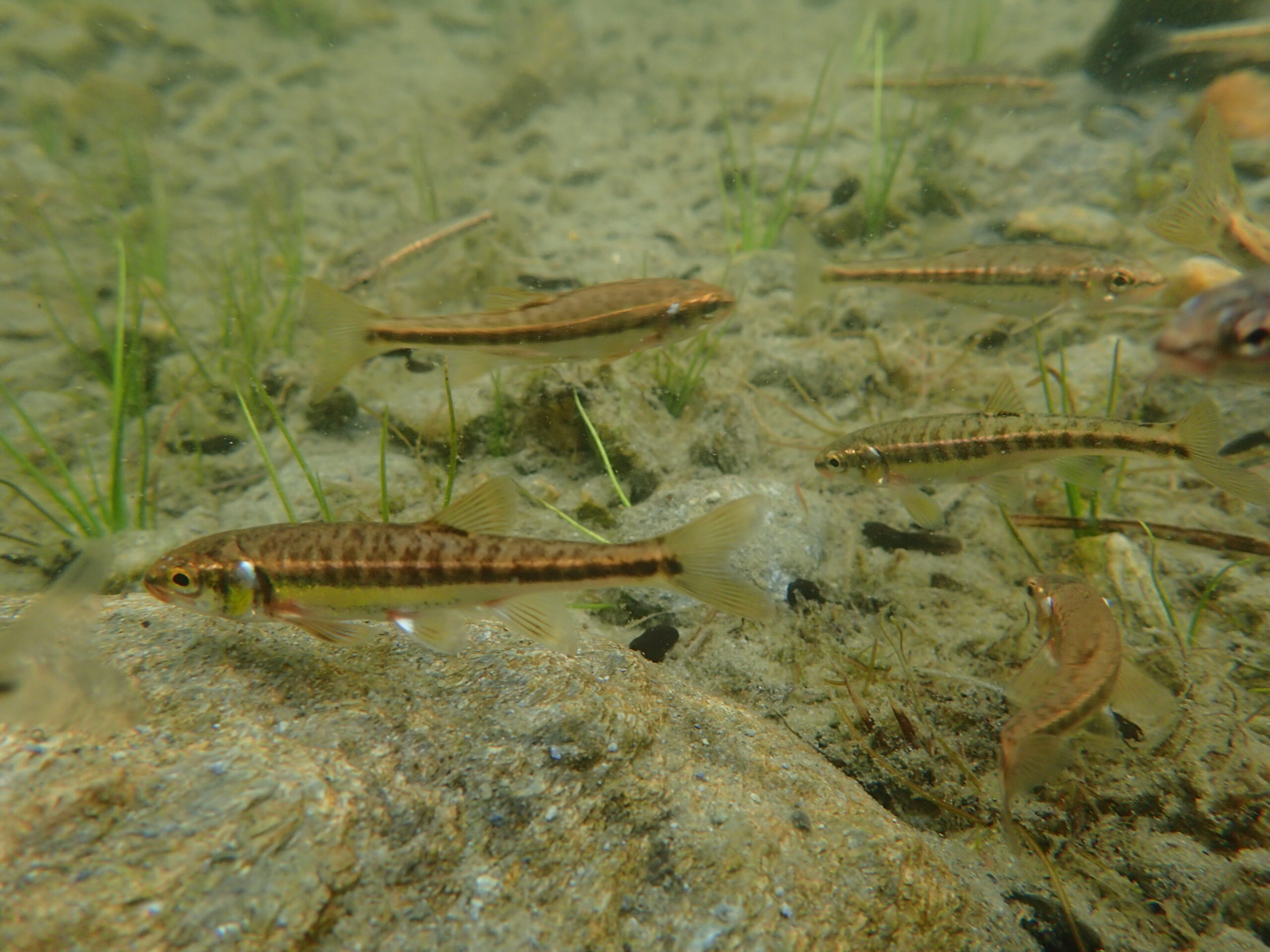 What effects do fish have on high mountain lakes?