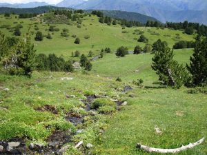 Springs and Wetlands: Landscapes of Water, Rock, and Biodiversity